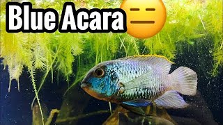 Electric Blue Acara Tank Setup Guide - YouTube