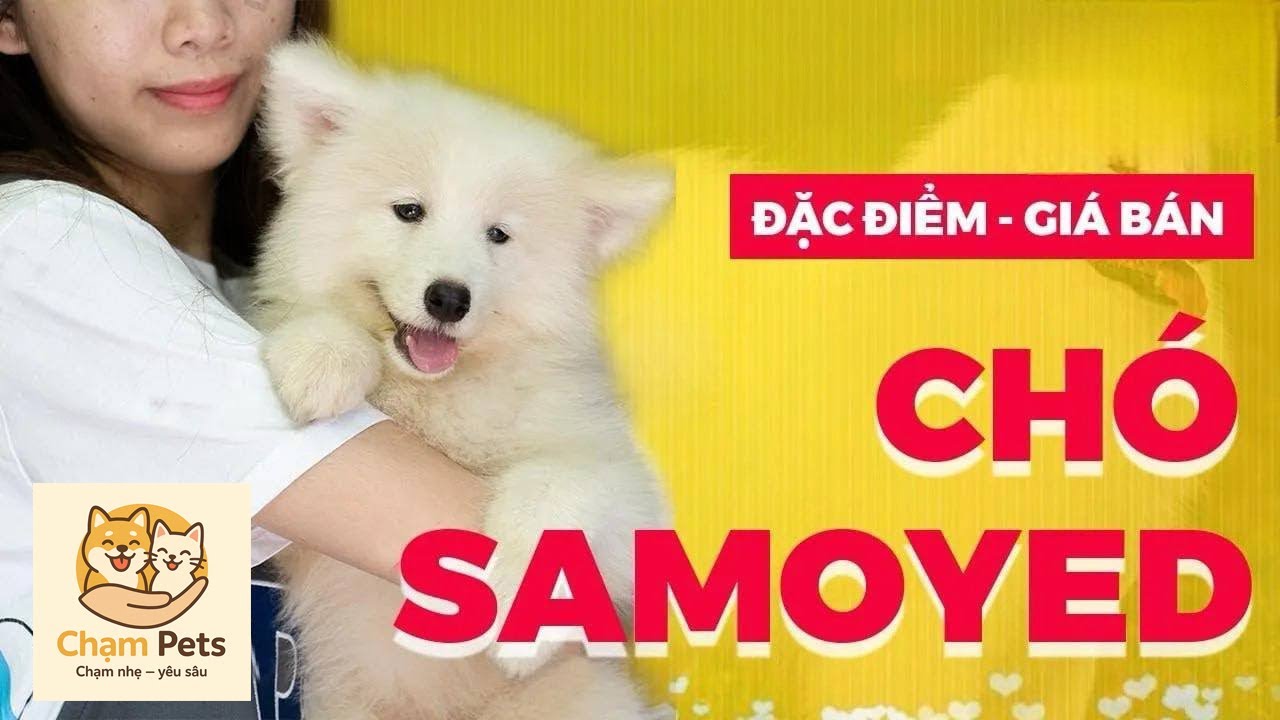 Giống chó Samoyed giá bao nhiêu tiền? Mua Bán chó... - youtube