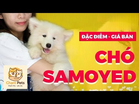 Video Giống chó Samoyed giá bao nhiêu tiền? Mua Bán chó... - youtube
