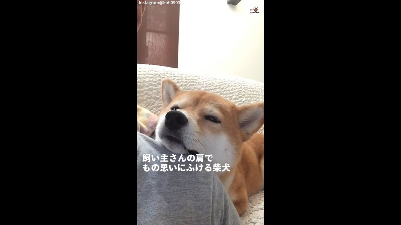 飼い主さんの肩で考えごとしてる 柴犬のかわいすぎる表情 Shorts Youtube 飼い主さんの肩で考えごとしてる 柴犬のかわいすぎる表情 Shorts Youtube