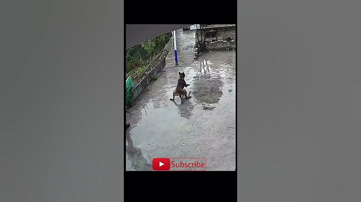 Perro se resbala y se CAE  #1k