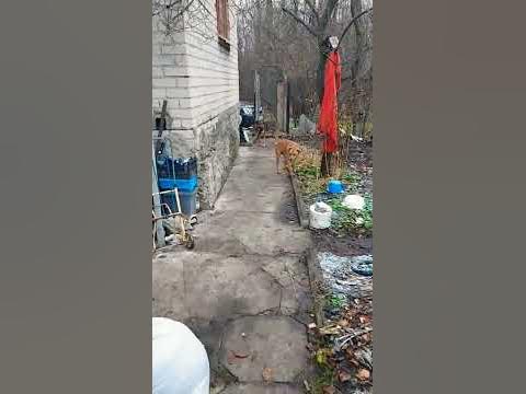 Сухой корм не всегда едят даже бездомные ...#курск #дача #природа # ...