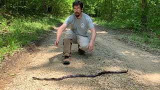 Is the Black Rat Snake Aggressive?