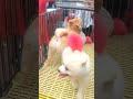 Chó mèo cute tại chợ bán cho mèo #chomeo #chomeohaihuoc