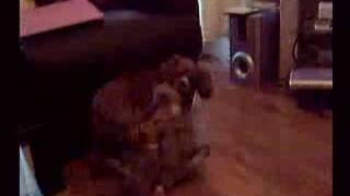 This is Hollys litter Molly, Meg & Summer at 5wks having a rough an...