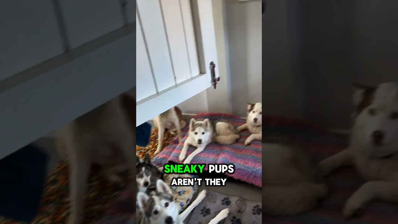 When Dogs Have a Meeting Without You 