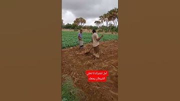 سورة الجمعة #المصحف #ترند #تيك_توك