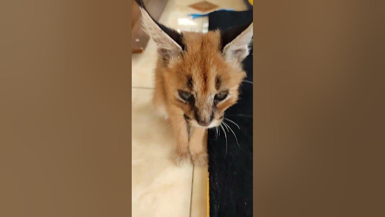 Каракал Зюзя атакует🤣 A very small caracal attacks. - YouTube