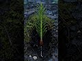 European Yew Tree Growth Journey | Taxus baccata in Nature #shorts