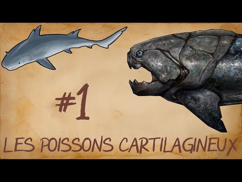 Vidéo: Différence Entre Les Poissons Cartilagineux Et Les Poissons Osseux