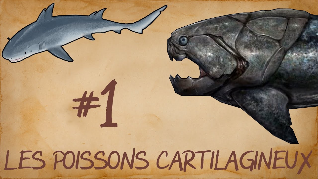 Les poissons cartilagineux 1 Les premiers requins YouTube — free download