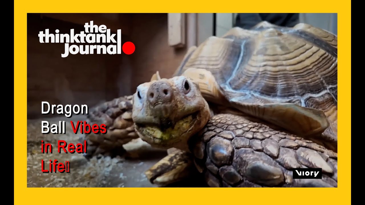 Meet Bon chan: Tokyo s Most Famous Tortoise - YouTube