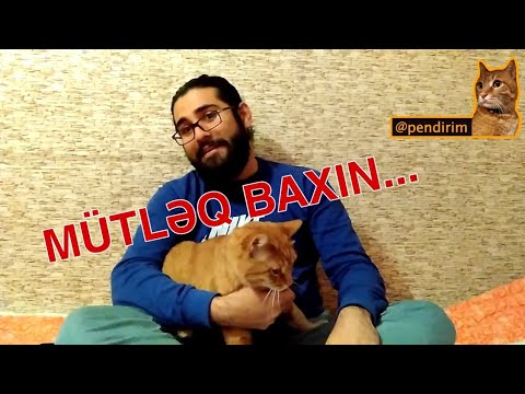 Video: Chihuahua damazlıq verilənlər bazası 