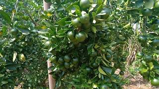 MELIHAT LIHAT KEBUN JERUK KEPROK SIAM BANJAR MILIK KAMI / Orange Plants in My Garden