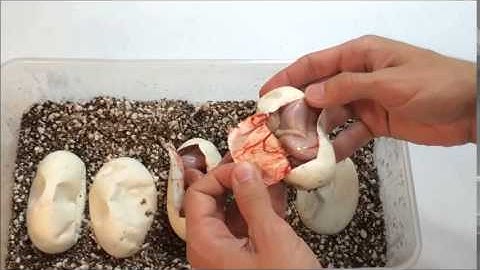 SURPRISE RETAINED SPERM - Cutting Ball Python Eggs - Clutch #4 - Super Pastel x Albino