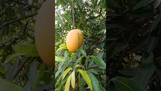 Ulavapadu banginapalli variety is the most famous and best seller
among all mango varieties in andhra pradesh. big size, rich aroma
unique taste makes ul...