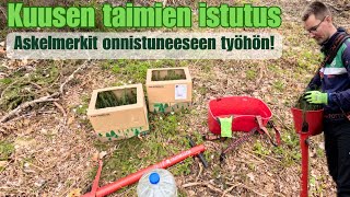 Kuusen taimien istutus 🌲 | Askelmerkit onnistuneeseen istutukseen