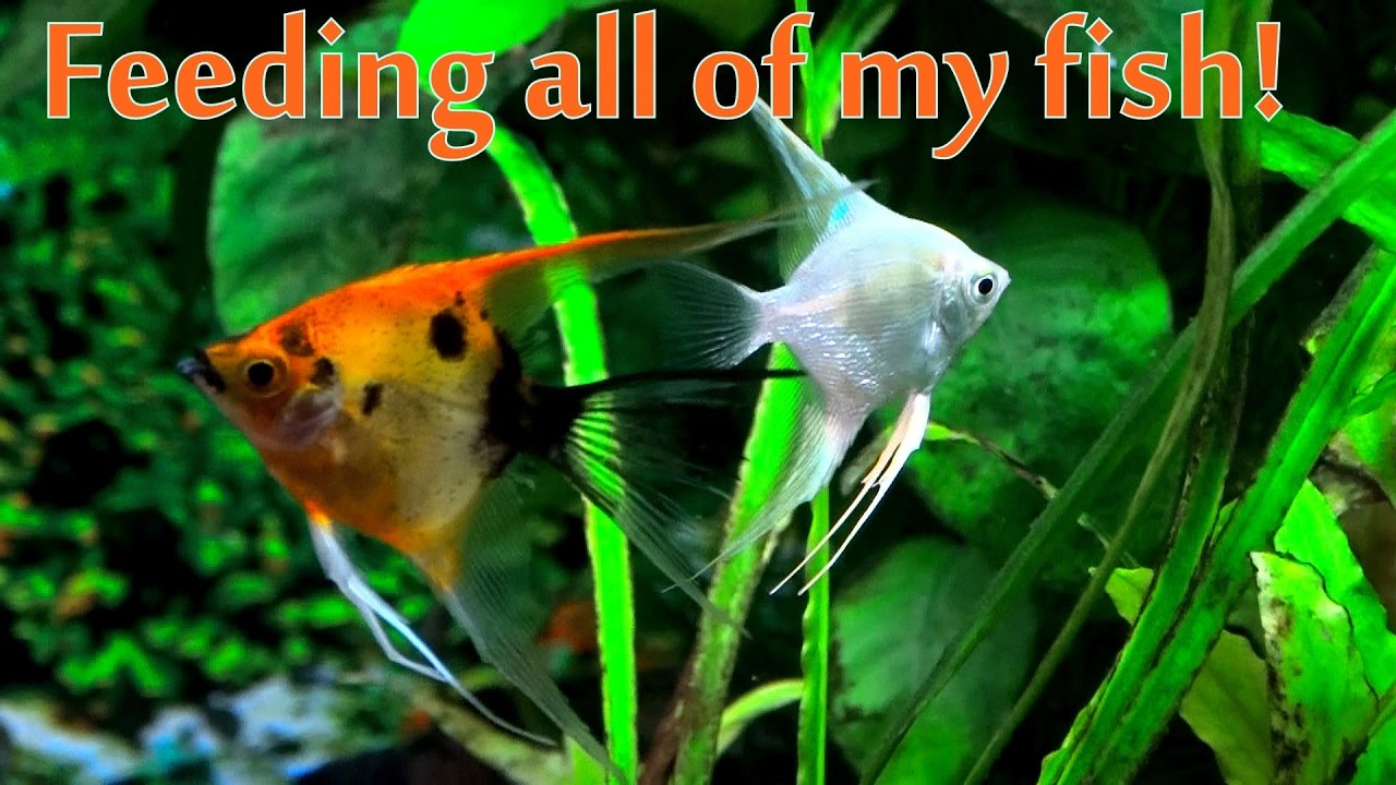 Feeding all of my fish! - YouTube