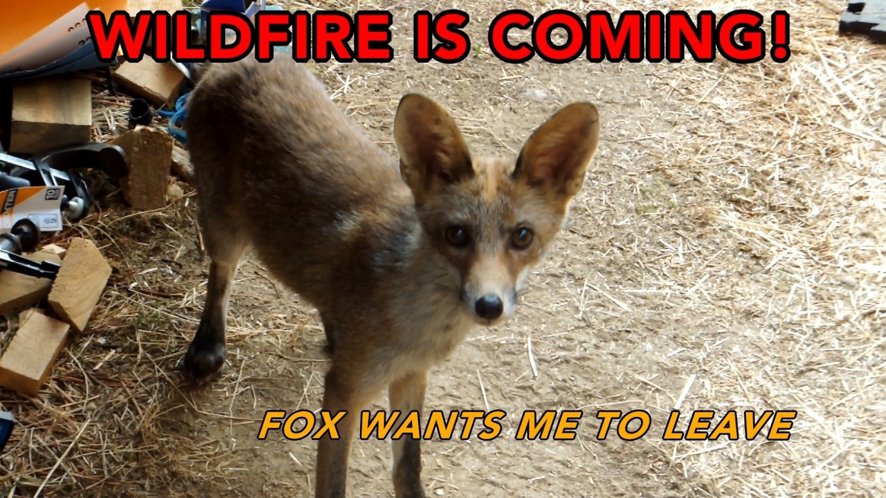 Искусство Вонки | Canopy Build, июль 2025 г. | Часть 3