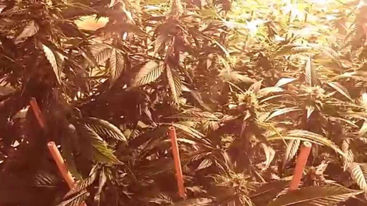 DNA Genetics Holy Grail Reverted And Flowered 2 Times! Week 6