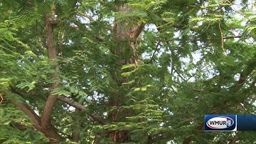 Grow It Green: How trees fight climate change