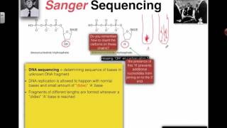 Sanger Sequencing (2016) IB Biology
7.1 DNA structure and replication: Sanger Sequencing
Understanding that:
- nucleotides containing dideoxyribonucleic acid stop DNA replication in preparation of samples for base sequencing Sanger Sequencing (2016) IB Biology