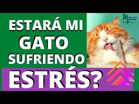 Video: Cómo reconocer los síntomas del estrés en los gatos: 13 pasos