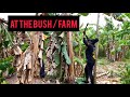 RURAL JAMAICA | Journey to Bush/ Farm
