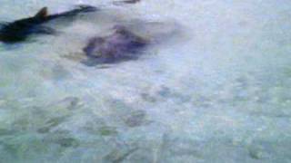 Turtle Fights Off Tiger Shark! Update