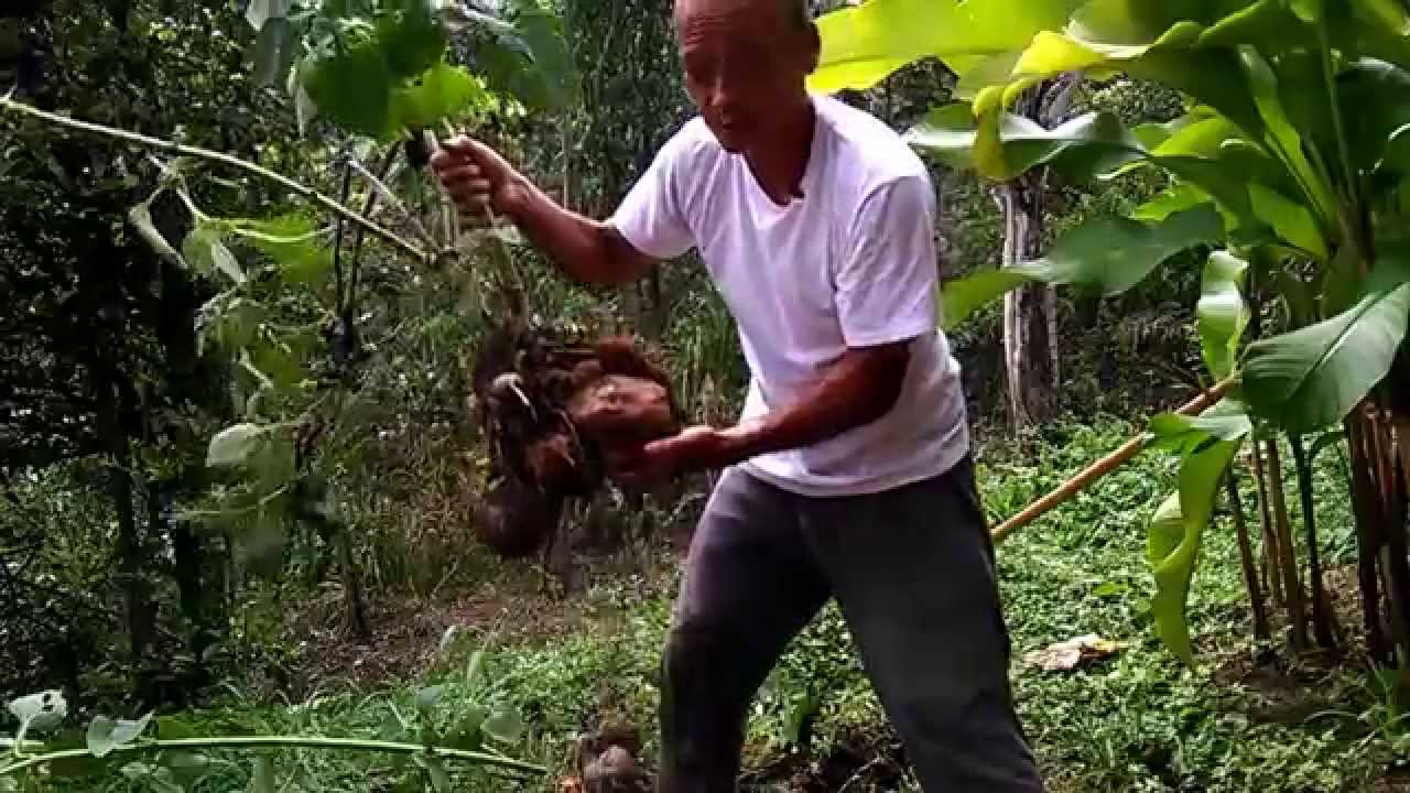 Como tomar yacon para bajar de peso