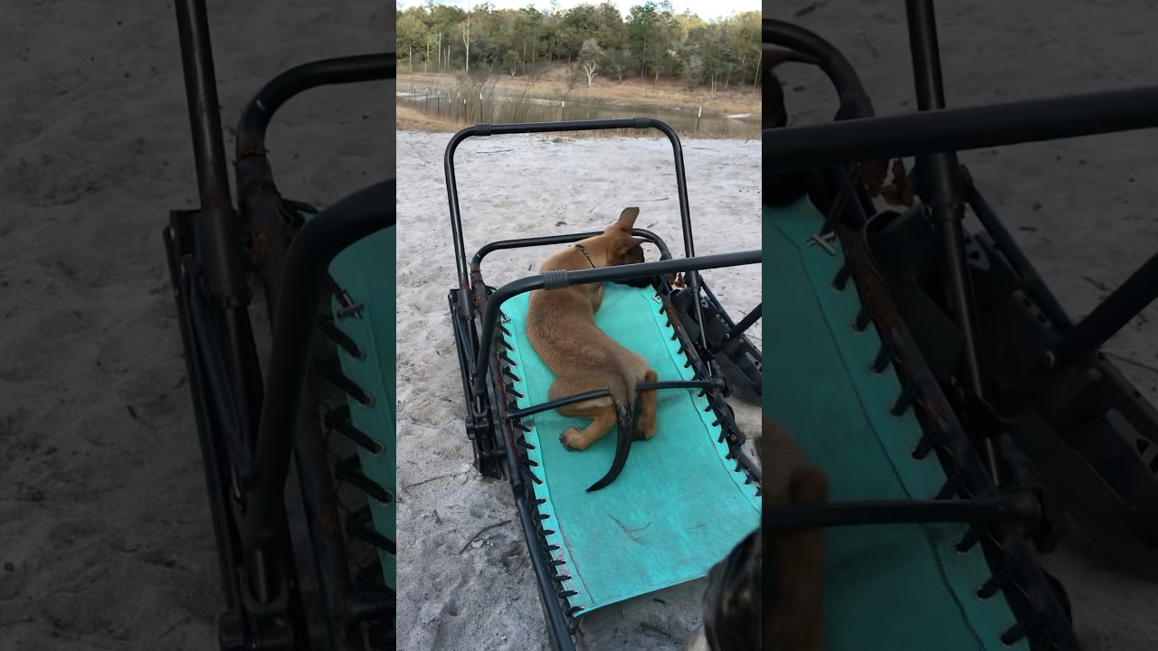 Broken chair? Not for a Belgian Malinois puppy!