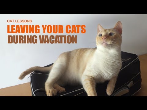 Video: Where To Put Cats On Vacation