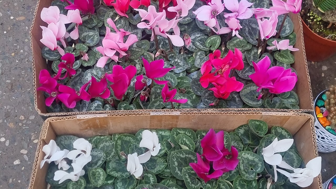 АНДИЖОН ЖАХОН БОЗОРИ ГУЛ БОЗОРИ 2 КИСМ https://t.me/gul_tanlash ,,,94 437 08 80 ТЕЛ НОМЕР 