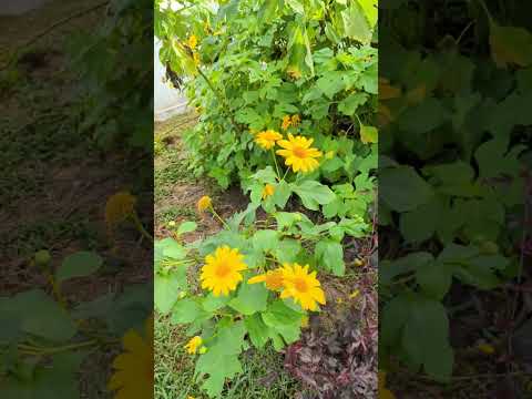 7 week old garden update - Beautiful garden created from 100% free from cuttings 7 weeks ago.