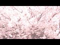 Hideyuki Hashimoto 4th album "room" trailer