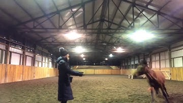 Clicker training: horse fetches toy, trick training, dressage via positive reinforcement