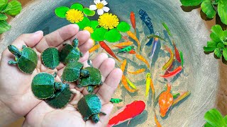 Amazing Catch Colorful Tiny Ornamental Turtles, Angelfish, Snakehead Fish, Koi, Betta Fish, Shrimp