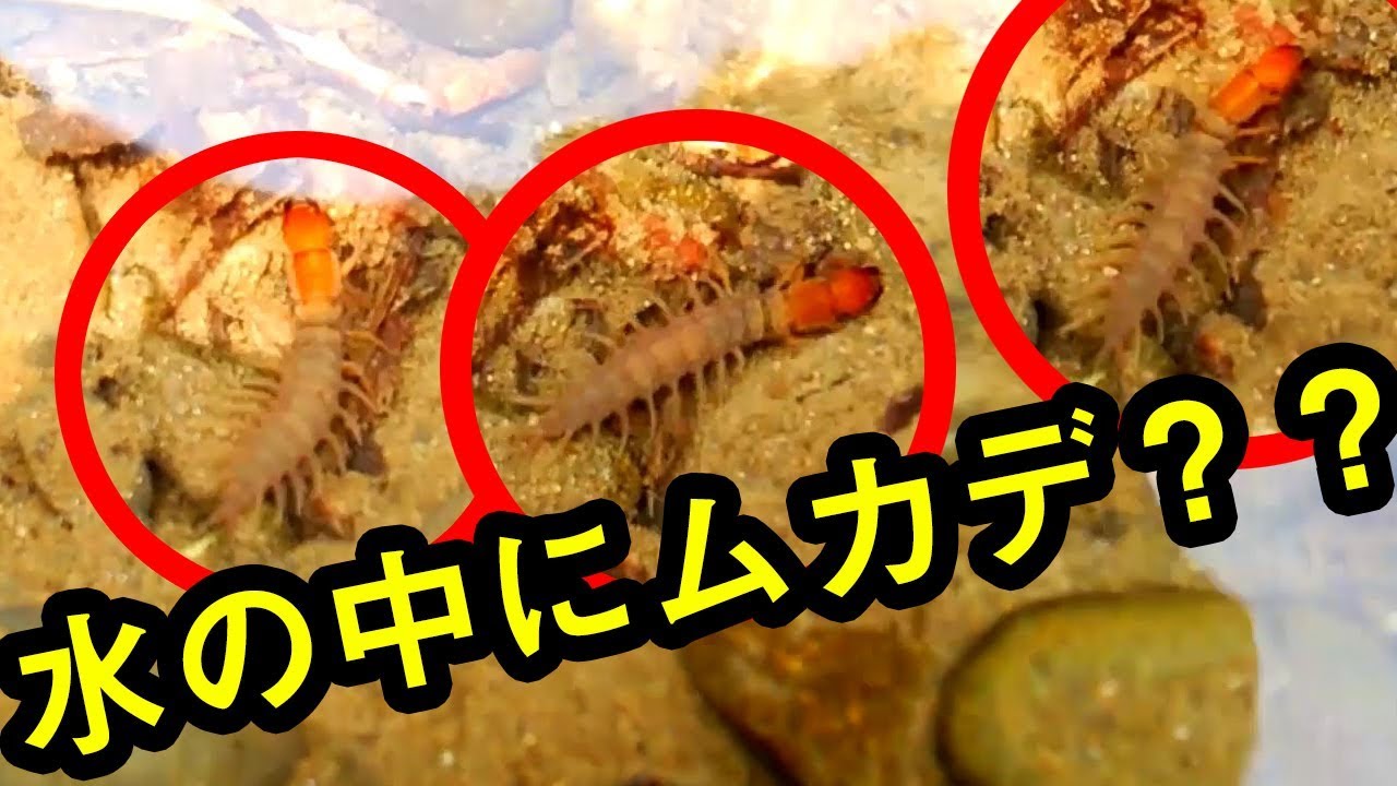 閲覧注意 水の中にムカデ この虫の正体は Youtube
