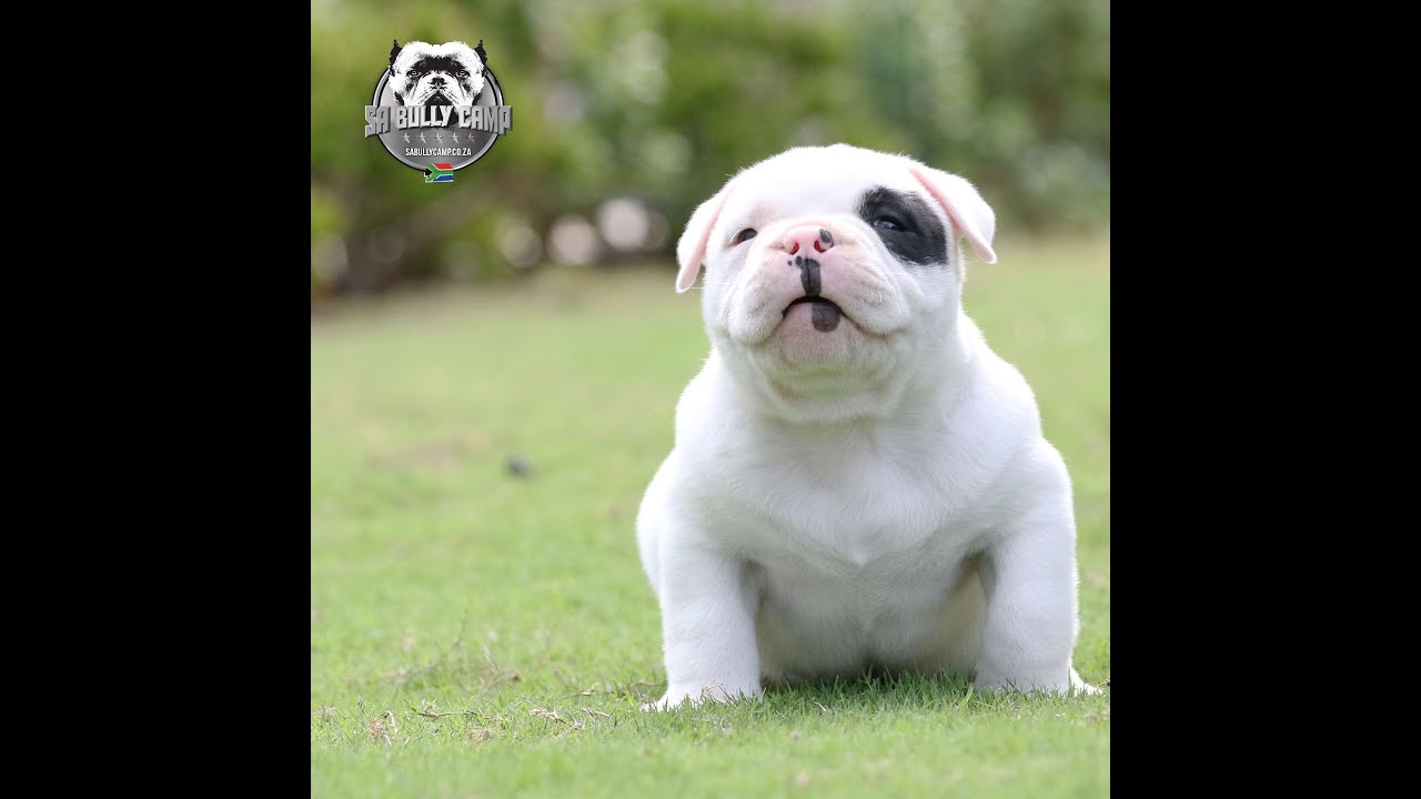 Africa's most extreme pocket American Bully puppies