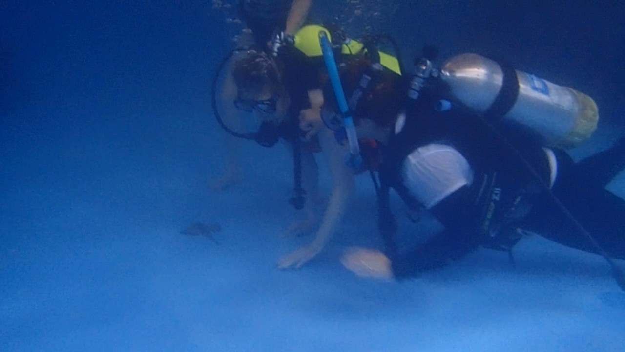 Watch HSA Diving at Pittsburgh Zoo(1) on YouTube Watch HSA Diving at Pittsburgh Zoo(1) on YouTube