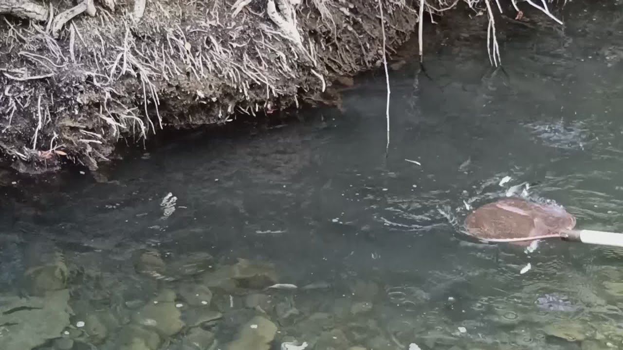 Sos pesci, continua l'opera di salvataggio