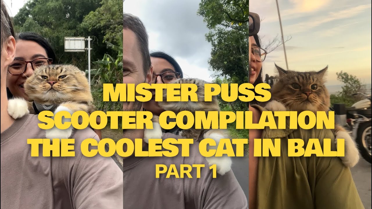 Best of Mister Puss on Scooters | Compilation of Cat Rides