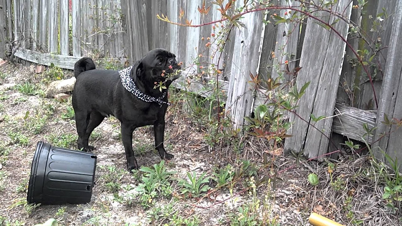 pug-eats-blackberries-youtube