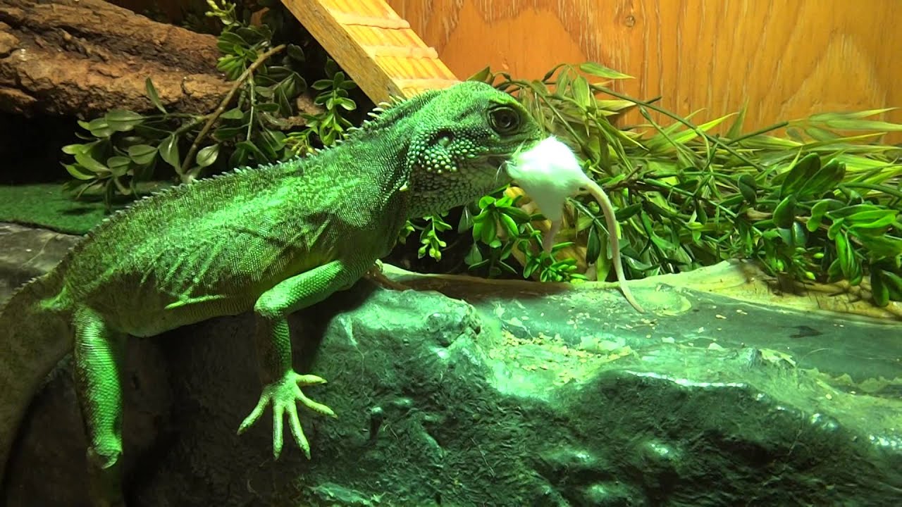 Chinese Water Dragon eating YouTube
