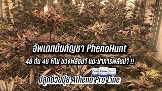 อัพเดทต้นกัญชา PhoneHunt ROOM2 48 ต้น 48 ฟีโน ช่วงฟลัชนำ้ แนะนำเรื่องการฟลัช ปลูกด้วยปุ๋ย Athena