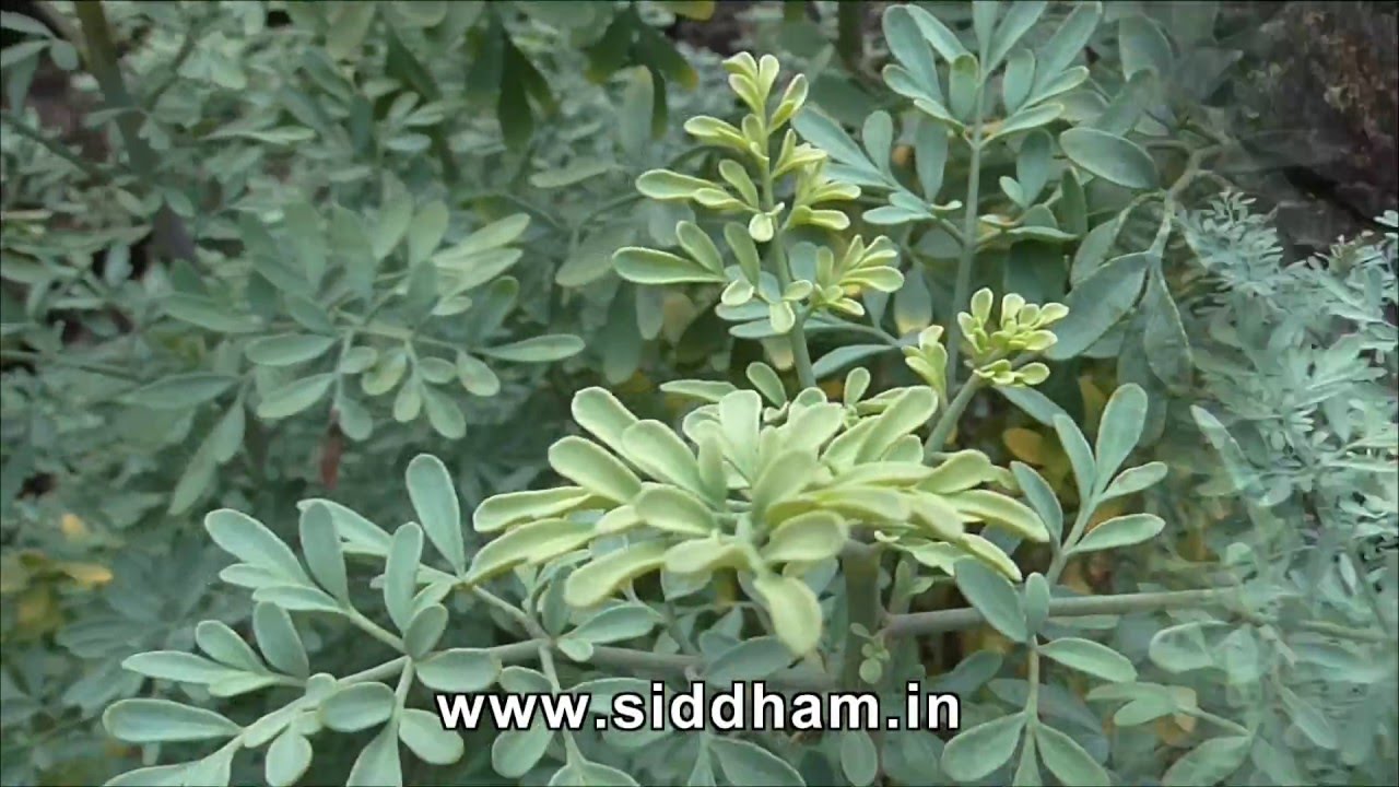 Medicinal Uses Of Ruta Graveolens