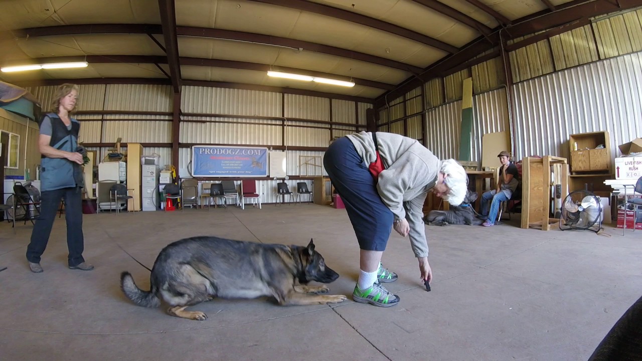 Schutzhund Tracking Articles Southern Oregon Dog Training Center 541