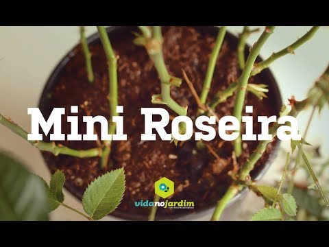 O que aconteceu com a mini roseira