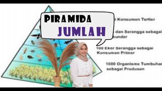PIRAMIDA JUMLAH