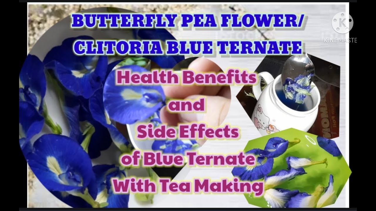 Blue Ternate Health Benefits & Side Effects withTea Making/Anti cancer